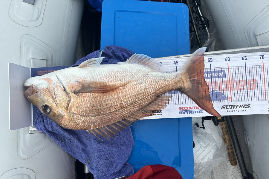 Antony Smit caught this 53.0cm Snapper at Motukorea  during The Export NZ Fishing Competition