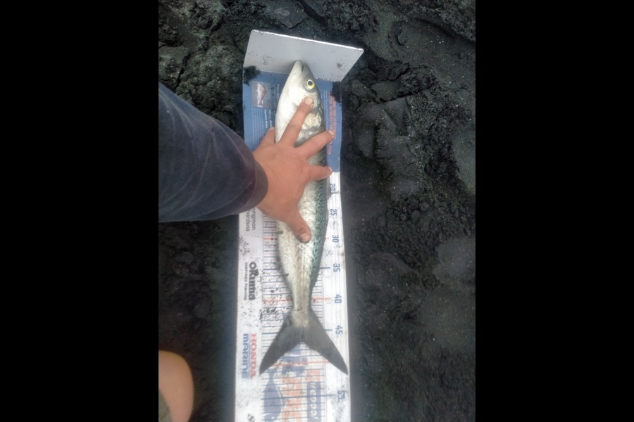 Roger Ratahi caught this 46.5cm Kahawai at Taranaki during The Export NZ Fishing Competition