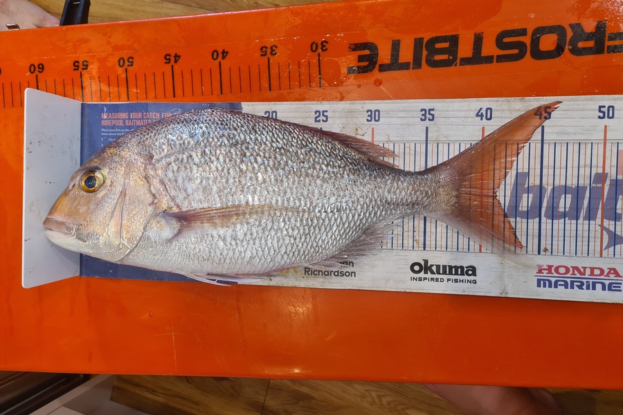 David Kovacs caught this 41.0cm Snapper at Mana  during The Export NZ Fishing Competition