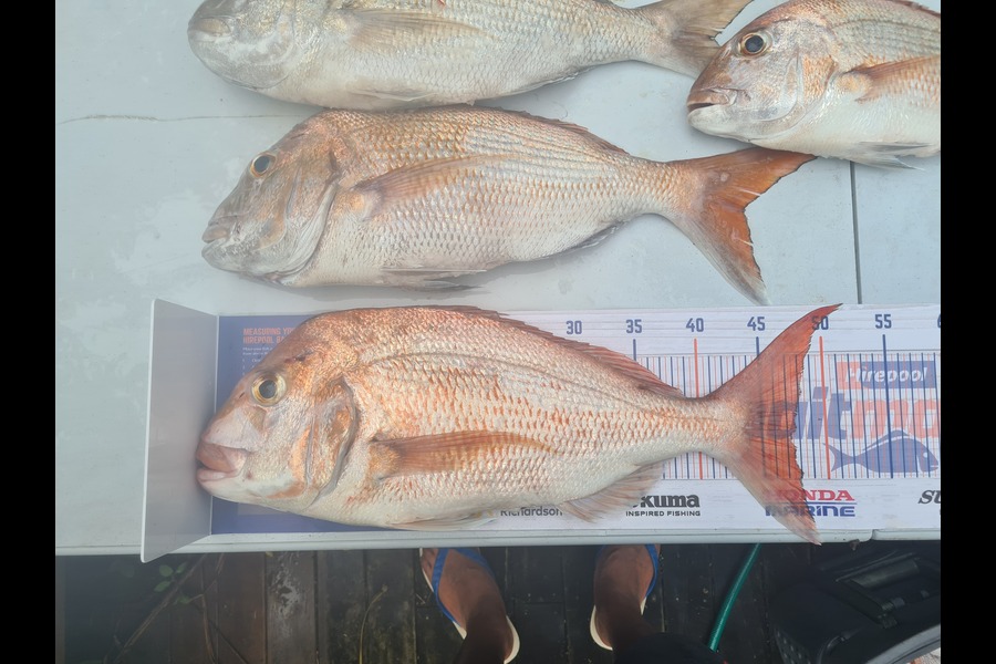 Fred Ulberg caught this 47.0cm Snapper at Mussel farm during The Export NZ Fishing Competition