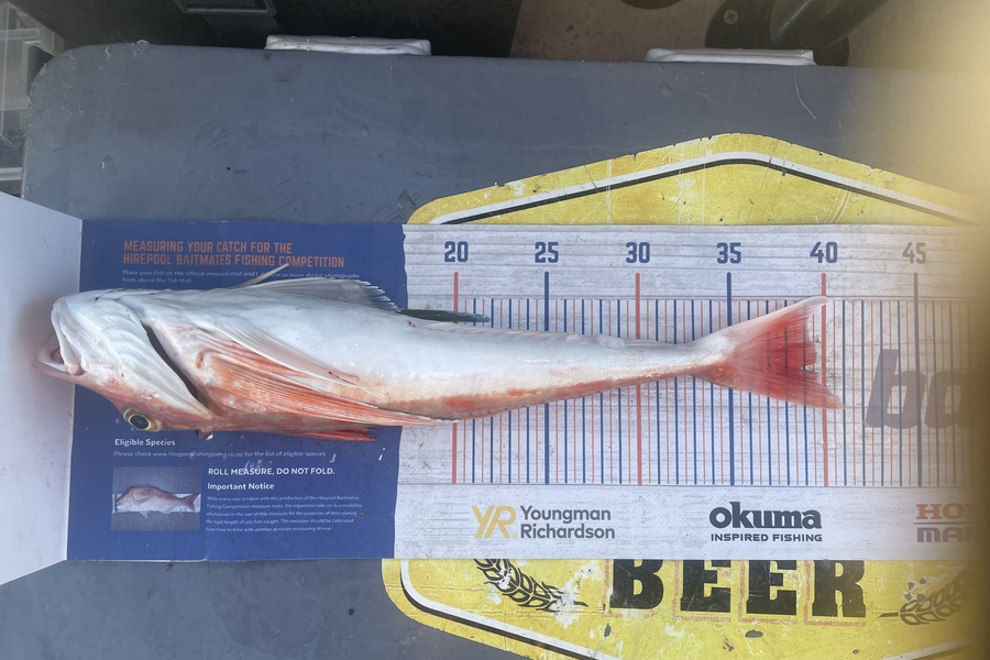 Nathan Robinson caught this 39.5cm Gurnard at Kaiteriteri  during The Export NZ Fishing Competition