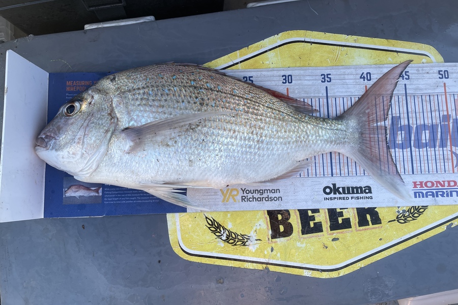 Nathan Robinson caught this 42.0cm Snapper at Kaiteriteri  during The Export NZ Fishing Competition