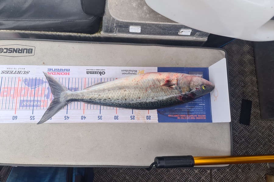 David Kovacs caught this 49.0cm Kahawai at Mana during The Export NZ Fishing Competition