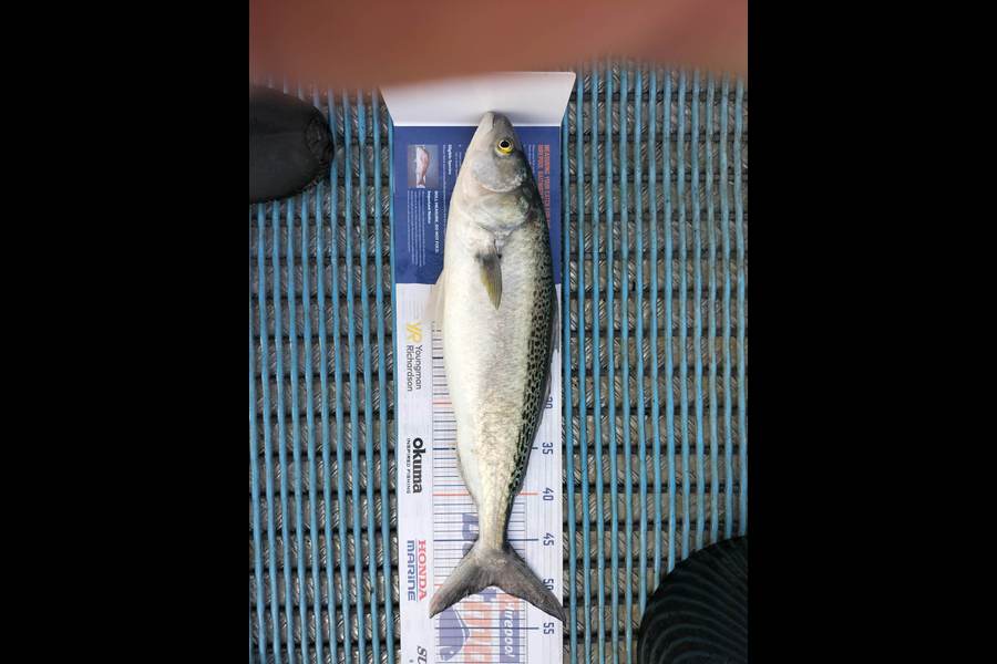 Tracey Castle caught this 50.0cm Kahawai at New Plymouth  during The Export NZ Fishing Competition