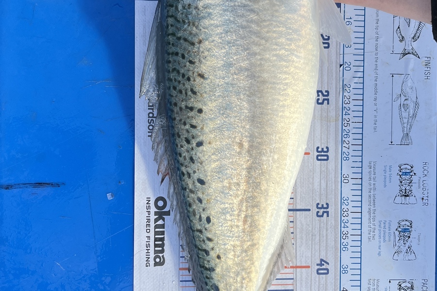 Michelle O'Connor caught this 52.5cm Kahawai at Ōkiwi Bay  during The Export NZ Fishing Competition