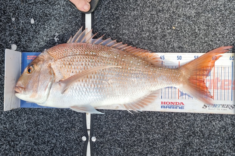 Katie Chadwick caught this 57.0cm Snapper at Tauranga Harbour  during The Export NZ Fishing Competition