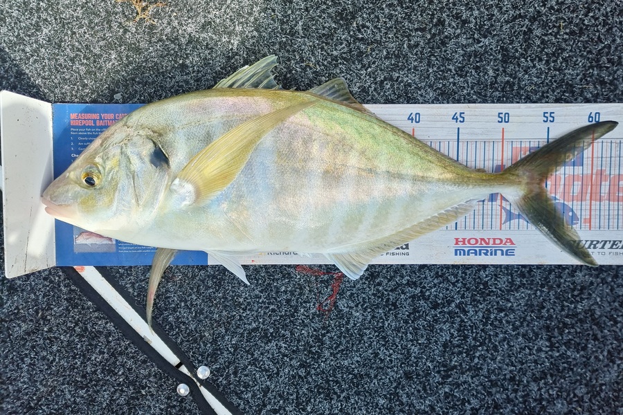 Katie Chadwick caught this 54.5cm Trevally at Tauranga Harbour  during The Export NZ Fishing Competition