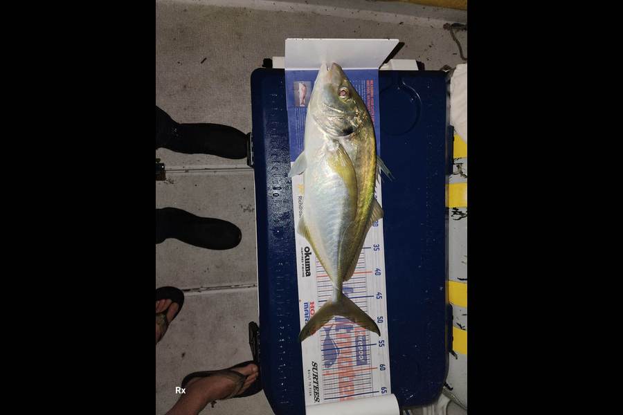Frazer Hope caught this 48.0cm Trevally at Tauranga  during The Export NZ Fishing Competition