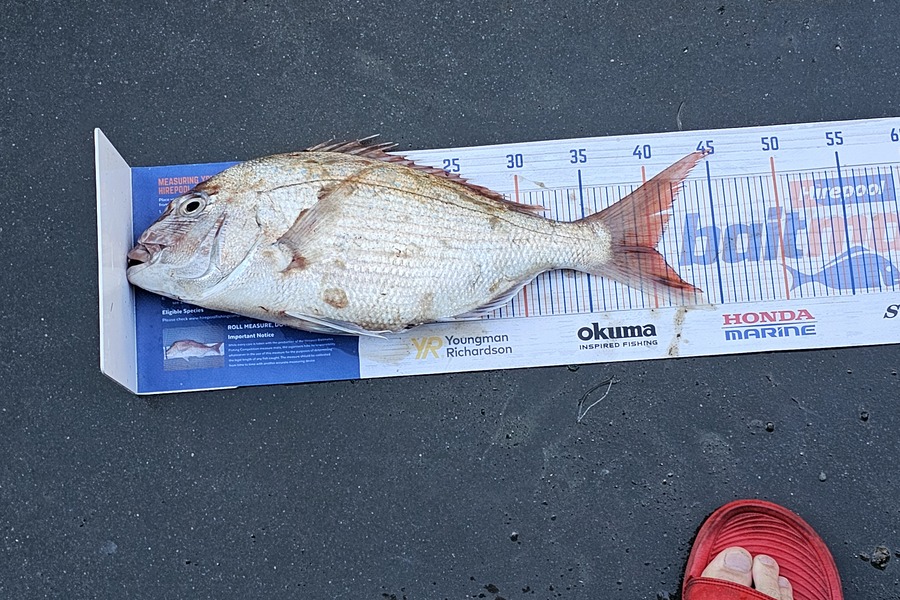 James Hutchen caught this 40.0cm Snapper at Tora during The Export NZ Fishing Competition