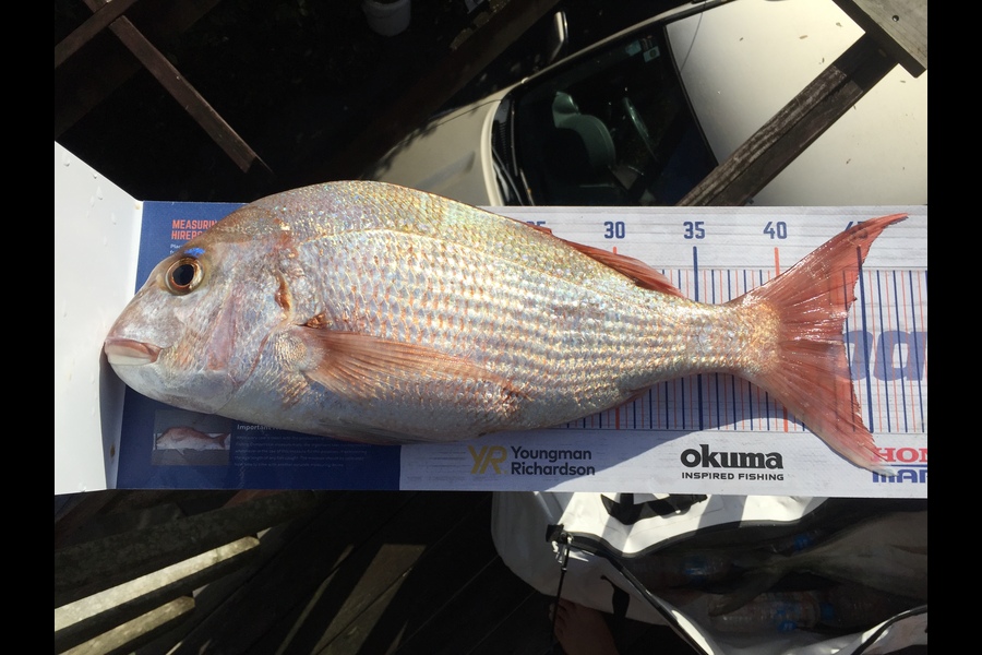 Nikki Tate caught this 43.5cm Snapper at Doubtless bay  during The Export NZ Fishing Competition