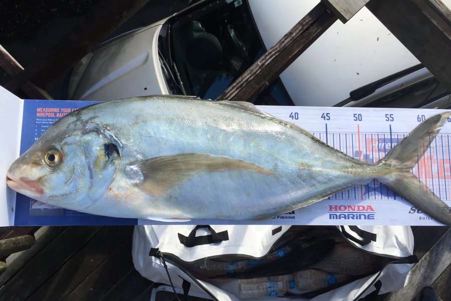 Nikki Tate caught this 57.5cm Trevally at Doubtless bay  during The Export NZ Fishing Competition