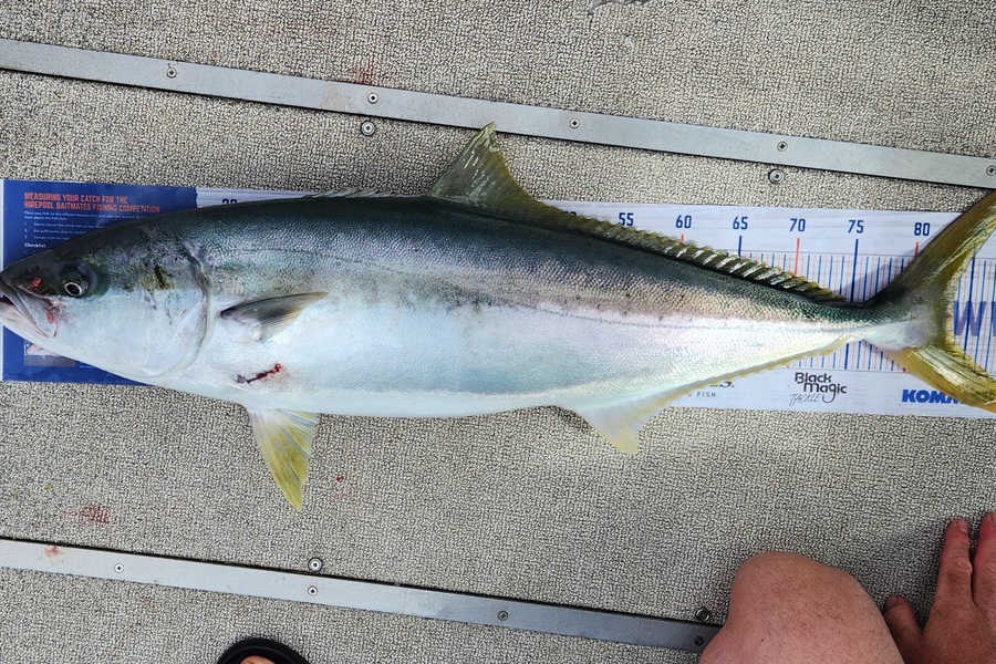 William Reid caught this 83.5cm Kingfish at Houhora during The Export NZ Fishing Competition