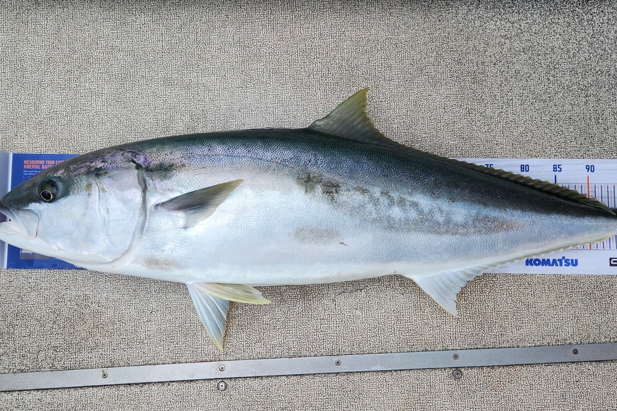 Kristian Borgolte caught this 102.5cm Kingfish at Far North during The Export NZ Fishing Competition