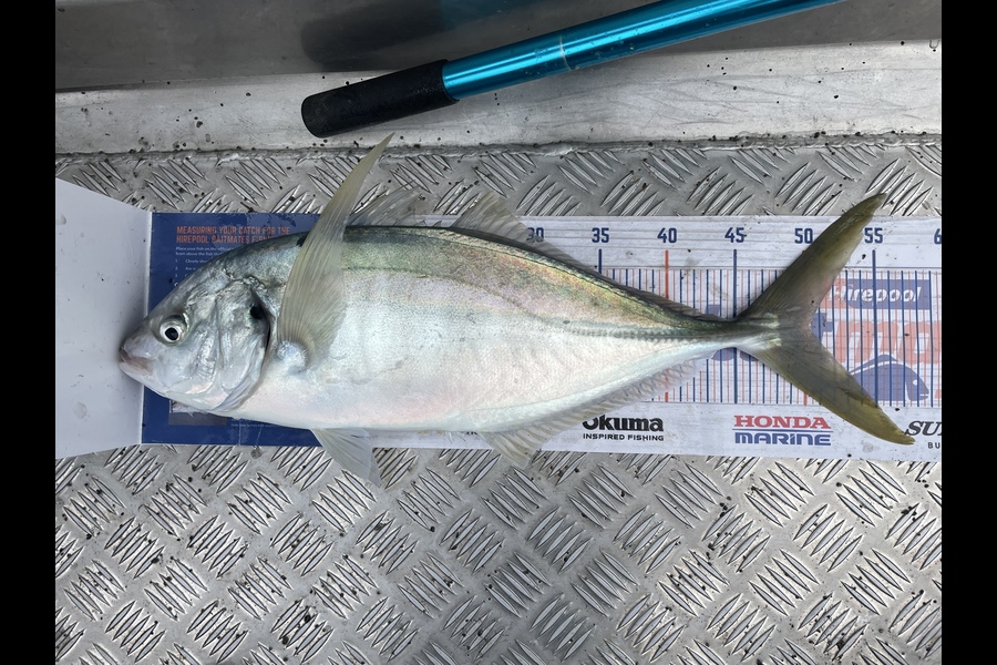 Nathan Blackburn caught this 50.0cm Trevally at Hunters during The Export NZ Fishing Competition