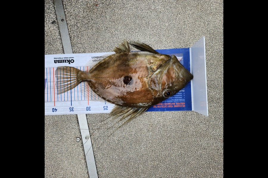William Reid caught this 39.0cm John Dory at Houhora during The Export NZ Fishing Competition