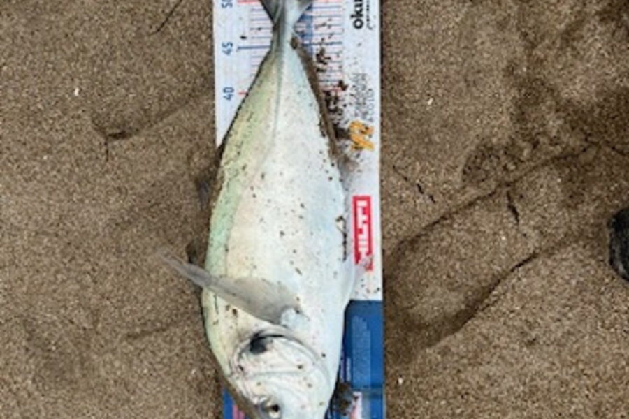 Tom Whitaker caught this 52.0cm Trevally at Woolleys Bay during The Export NZ Fishing Competition