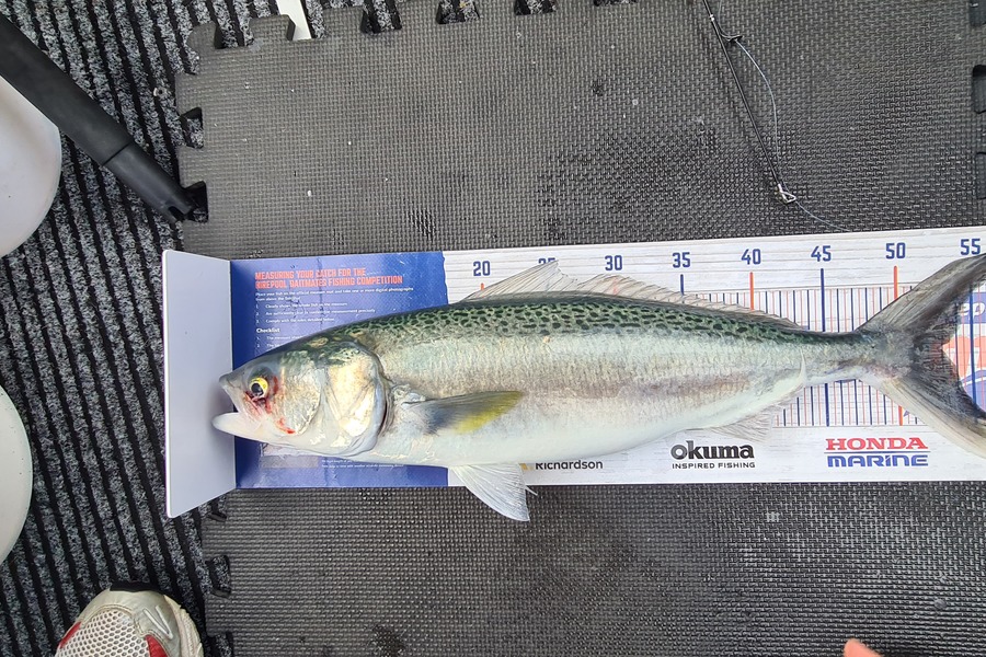 Carl McCoy caught this 53.0cm Kahawai at Wellington Harbour  during The Export NZ Fishing Competition
