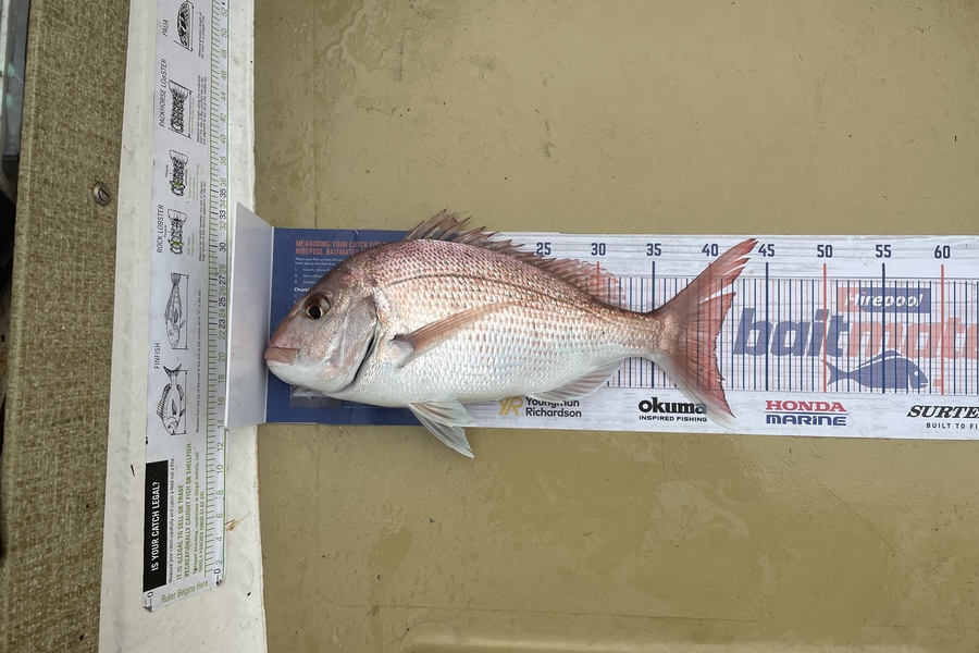 Lee Paetai caught this 40.0cm Snapper at Hauraki Gulf during The Export NZ Fishing Competition