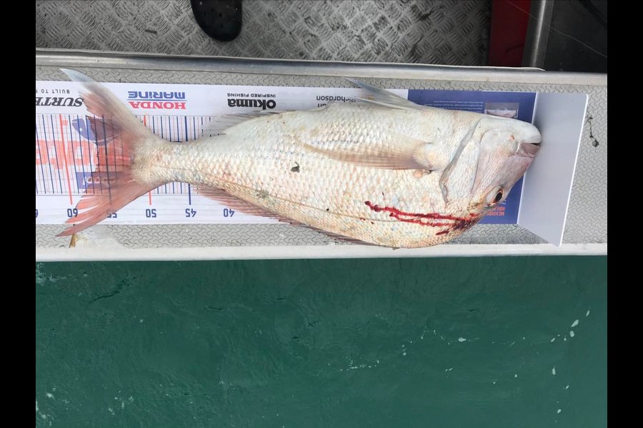 Kevin Emanuel caught this 56.0cm Snapper at Bream bay  during The Export NZ Fishing Competition