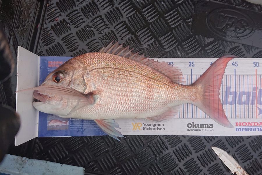 Andrew Wilson caught this 41.0cm Snapper at Browns bay reef, East coast bays during The Export NZ Fishing Competition