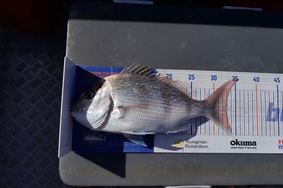 Rhys  Llewellyn  caught this 32.5cm Snapper at Napier  during The Export NZ Fishing Competition