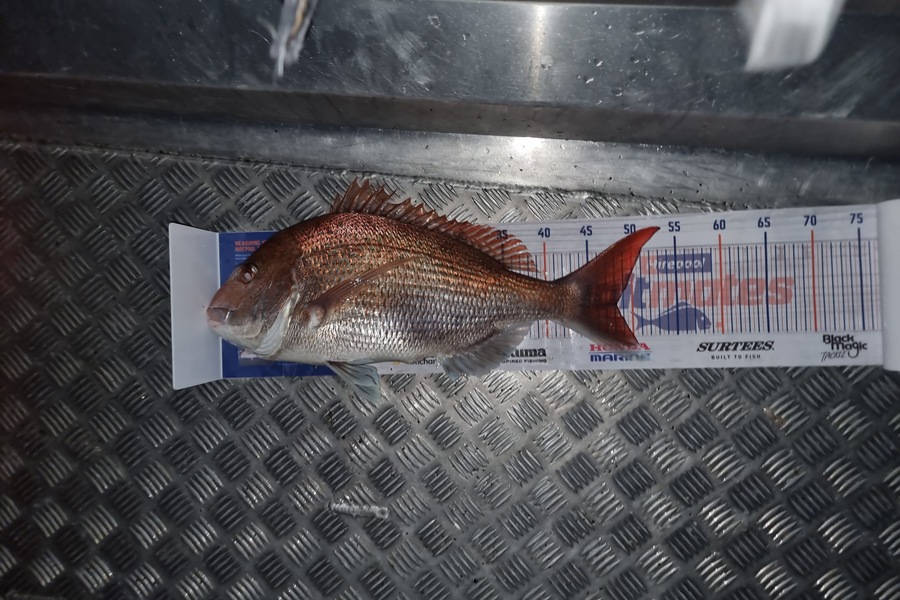 Matthew Grantham caught this 48.0cm Snapper at Kapiti during The Export NZ Fishing Competition