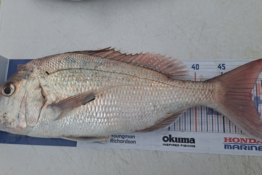 Deni Vanin caught this 50.0cm Snapper at Bream Bay during The Export NZ Fishing Competition