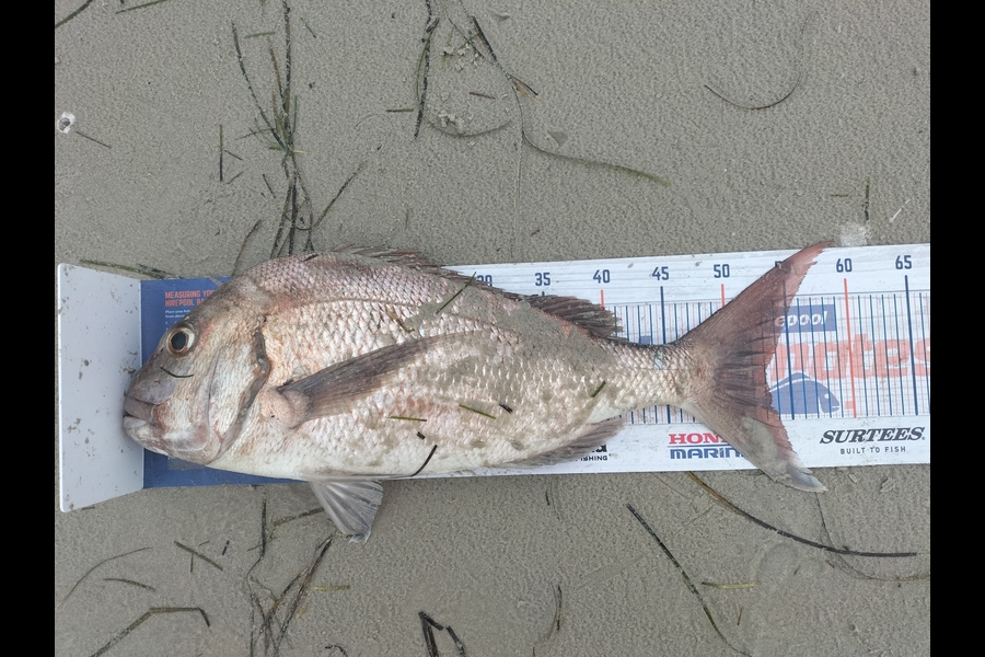 Mihi Tecklenburg caught this 53.0cm Snapper at Far North during The Export NZ Fishing Competition