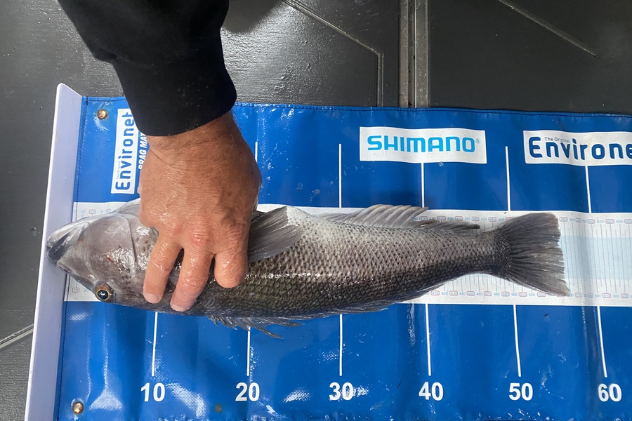 Sam Macklin caught this 55.5cm Blue Cod at Fiordland  during The Export NZ Fishing Competition