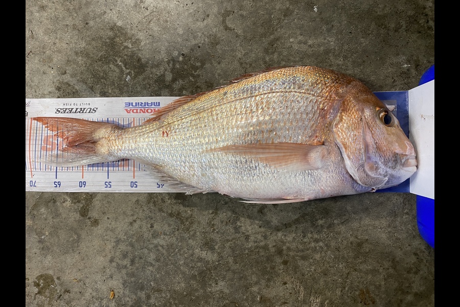 Johnny Huynen caught this 63.0cm Snapper at Mana during The Export NZ Fishing Competition