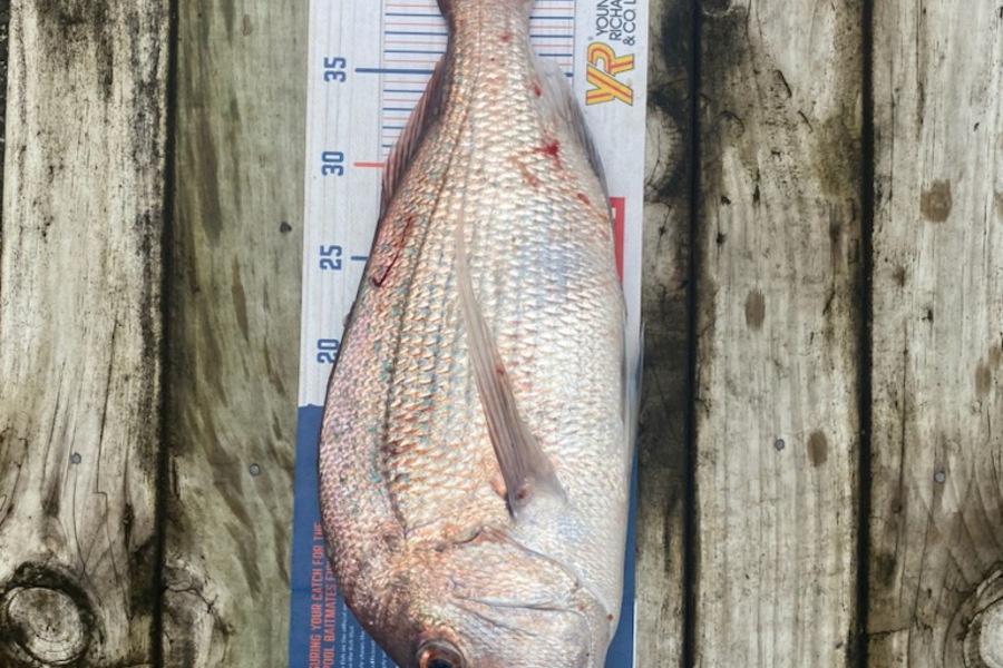 Erin Mcloughlin caught this 45.0cm Snapper at Mangawhai during The Export NZ Fishing Competition