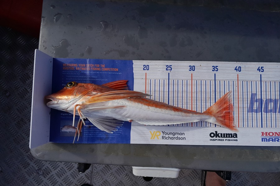 Rhys  Llewellyn  caught this 38.5cm Gurnard at Napier  during The Export NZ Fishing Competition