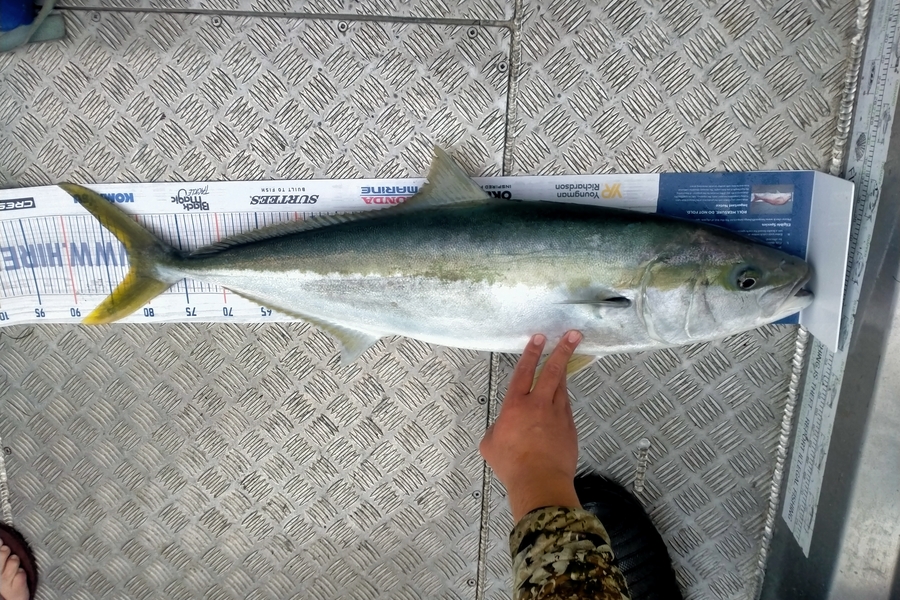 Shannon Birchfield caught this 81.5cm Kingfish at D'urville island during The Export NZ Fishing Competition