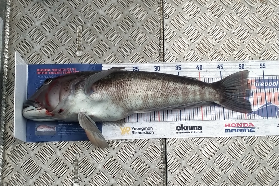 Shannon Birchfield caught this 51.5cm Blue Cod at D'urville island during The Export NZ Fishing Competition