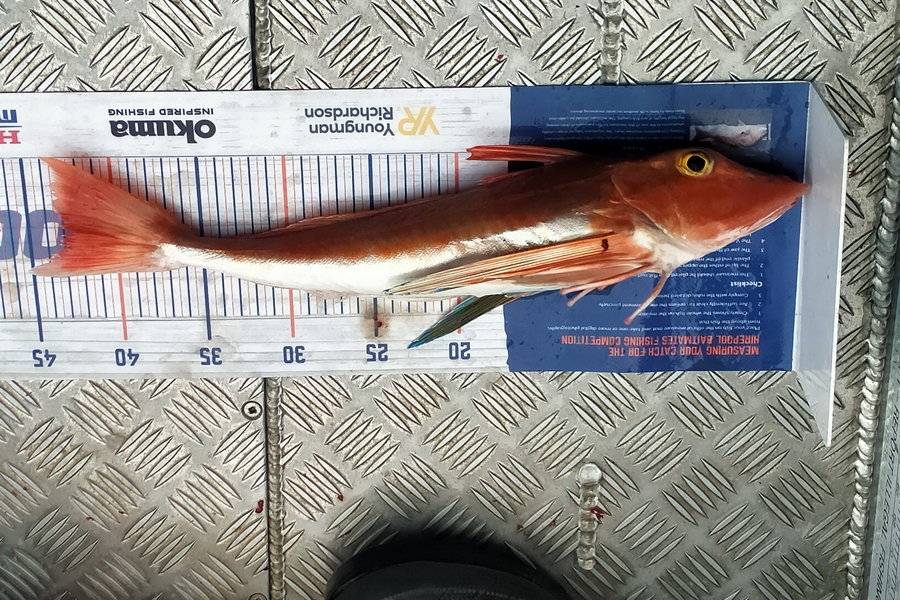 Shannon Birchfield caught this 43.0cm Gurnard at D'urville island during The Export NZ Fishing Competition