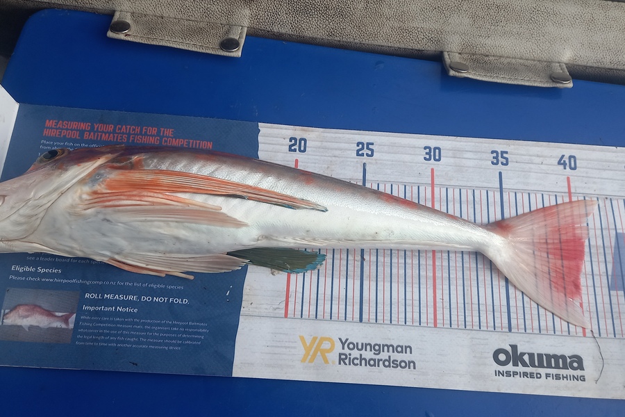 Jenny Bailey caught this 40.0cm Gurnard at Kawhia  during The Export NZ Fishing Competition