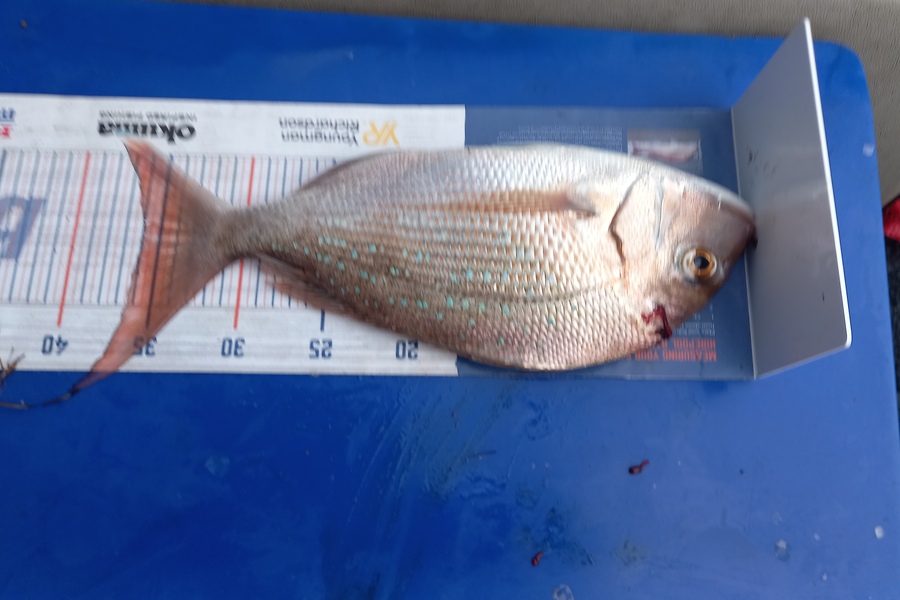 Jenny Bailey caught this 36.0cm Snapper at Kawhia  during The Export NZ Fishing Competition