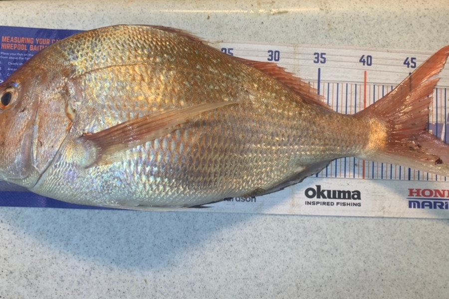 Josh Bolton caught this 46.5cm Snapper at Wellington during The Export NZ Fishing Competition