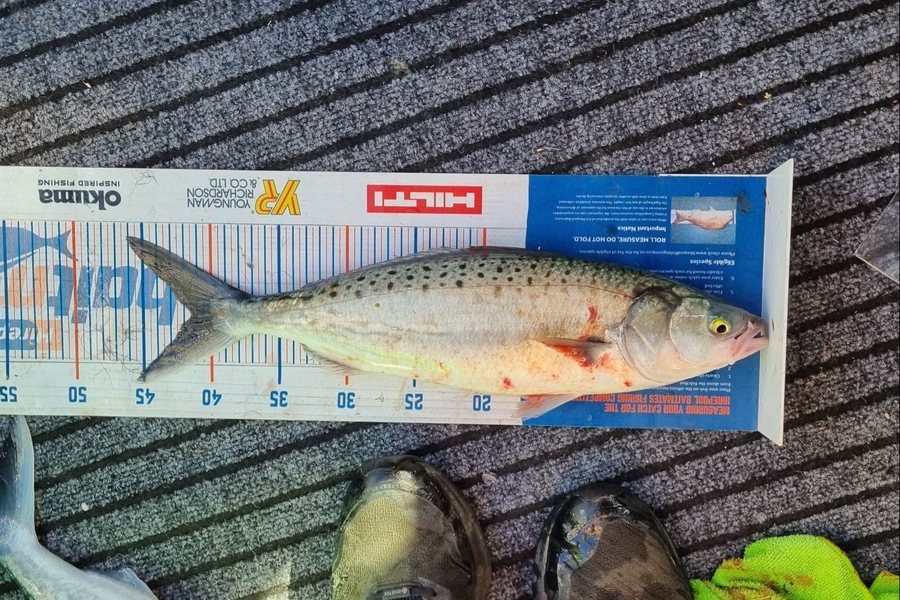Keith Langham caught this 41.0cm Kahawai at Golden Bay during The Export NZ Fishing Competition