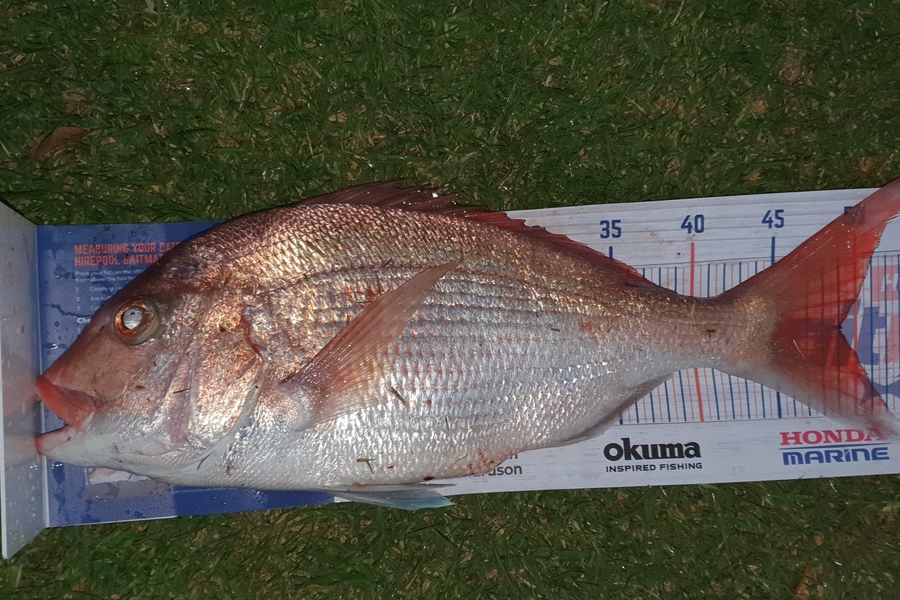 Matt Johns caught this 49.0cm Snapper at Whangaroa during The Export NZ Fishing Competition