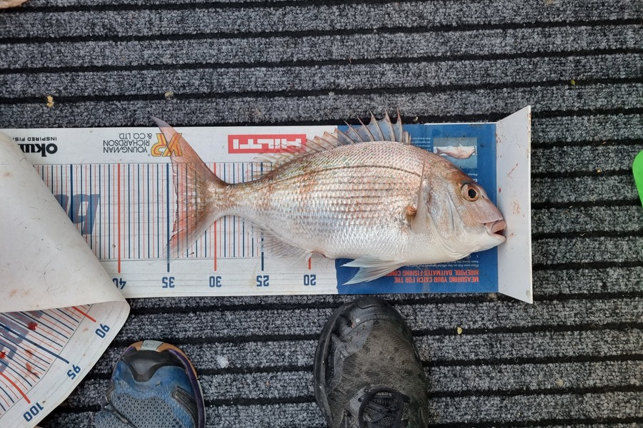 Stacey Gillespie caught this 34.0cm Snapper at Golden Bay during The Export NZ Fishing Competition