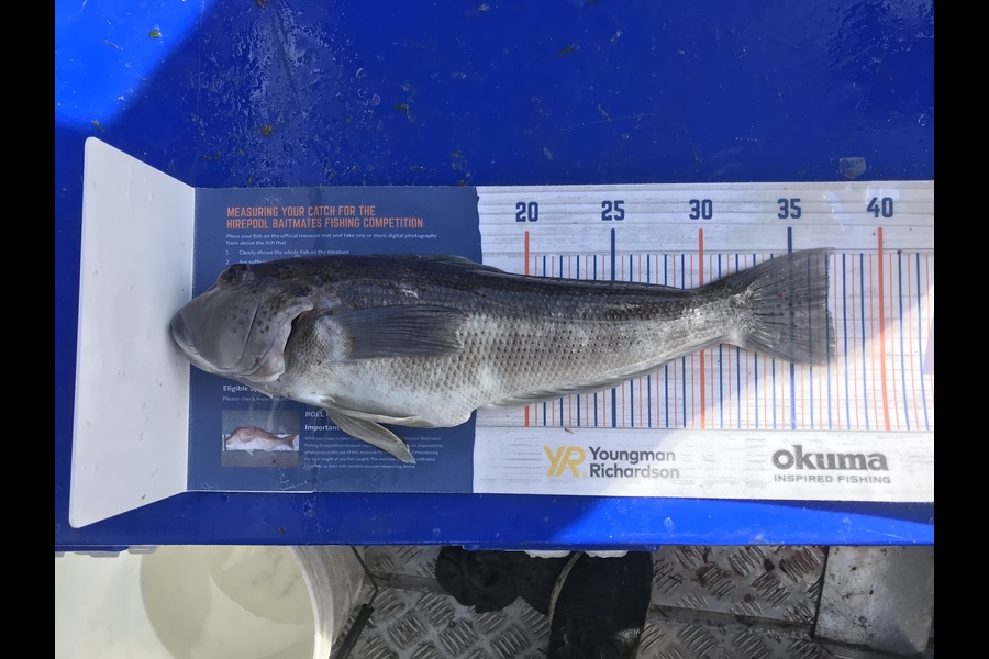 Anthony Murray caught this 37.0cm Blue Cod at Castlepoint  during The Export NZ Fishing Competition
