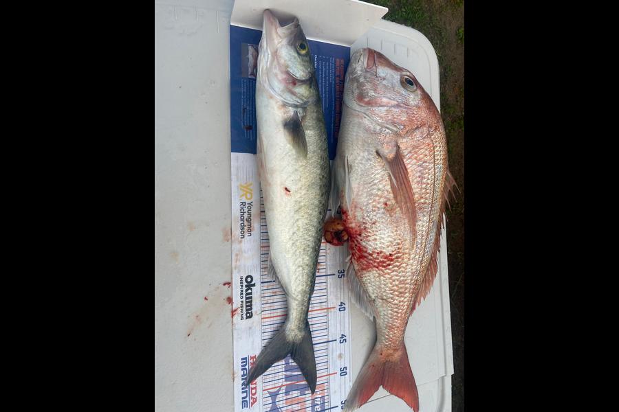 Gareth Young caught this 45.5cm Kahawai at Tauranga  during The Export NZ Fishing Competition