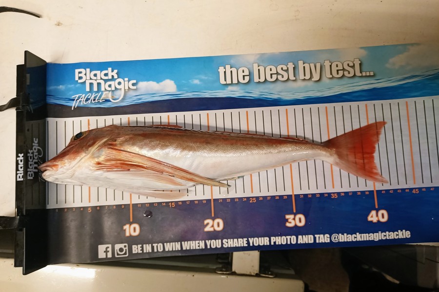 Colin Kerr caught this 40.0cm Gurnard at Okitu during The Export NZ Fishing Competition