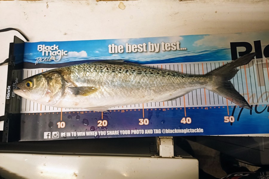 Colin Kerr caught this 50.5cm Kahawai at Okitu during The Export NZ Fishing Competition