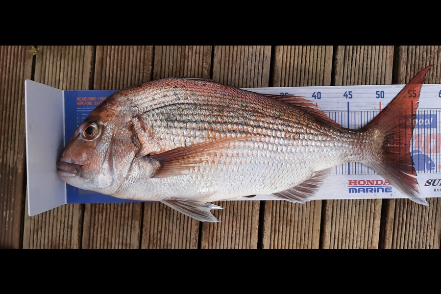 Mark Wickens caught this 54.5cm Snapper at Wellington harbour during The Export NZ Fishing Competition