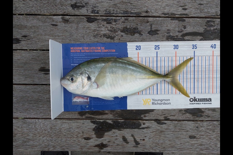 Matt Bowen caught this 30.0cm Trevally at Tiri during The Export NZ Fishing Competition
