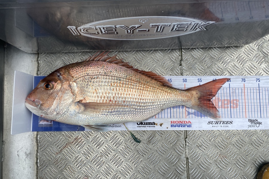 Scott Marriott caught this 58.0cm Snapper at Kapiti  during The Export NZ Fishing Competition
