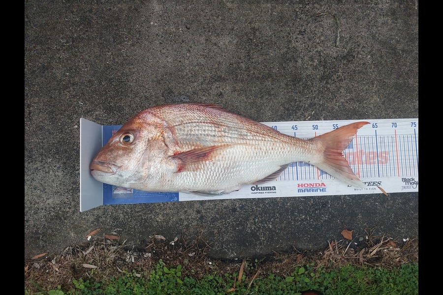 Matthew Mann caught this 56.0cm Snapper at Firth of thames  during The Export NZ Fishing Competition