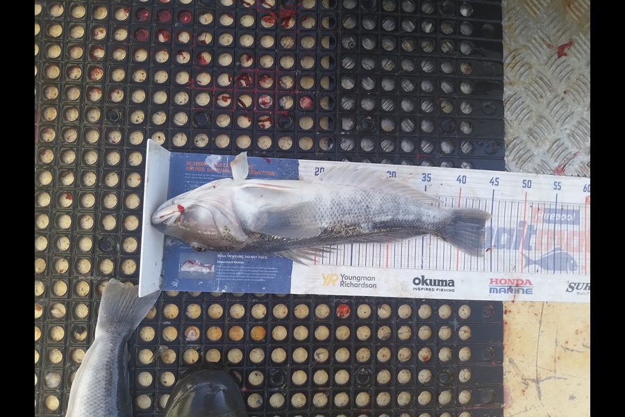 Mike Ashton caught this 43.0cm Blue Cod at Dunedin  during The Export NZ Fishing Competition
